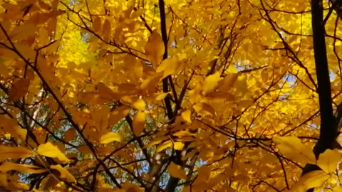 Аutumn Stock Footage 142285047