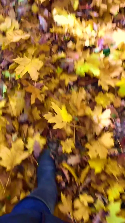 Autumn Stock Footage 143608977