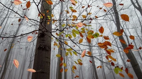 Autumn Stock Footage 154359809