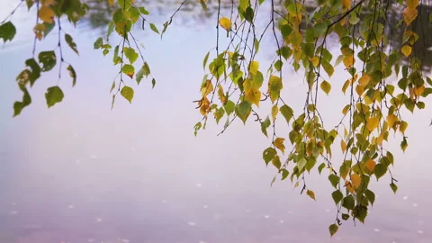 Autumn Stock Footage 155384217