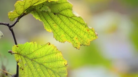 An autumn Stock Footage 164401152