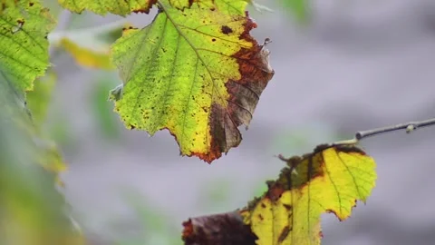 Autumn Stock Footage 164401346