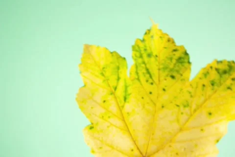 Autumn  Video stock 165331496