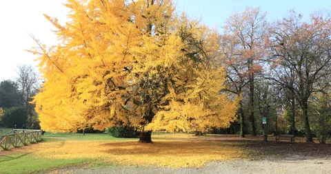 Autumn Stock Footage 165508700