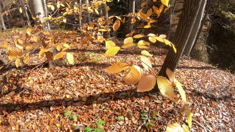 Autumn Stock Footage 171538878