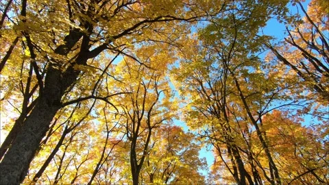 Autumn Stock Footage 208091926