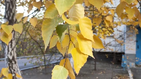 Autumn 스톡 동영상 211802102