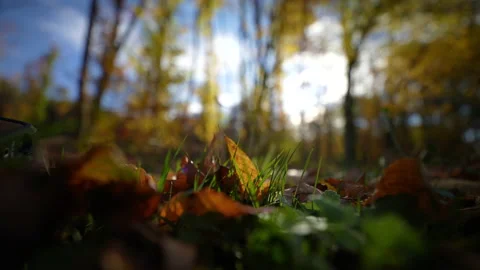 Autumn Stock Footage 220367889
