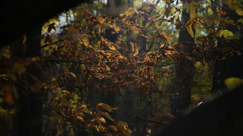 Autumn Stock Footage 220367933