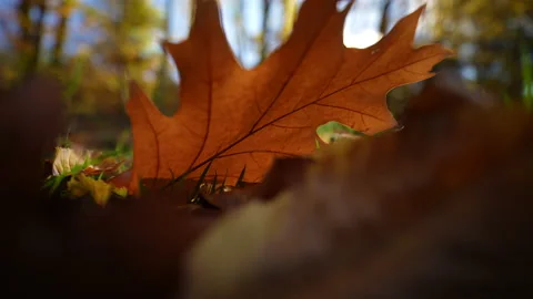 Autumn Stock Footage 220367953