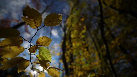Autumn Stock Footage 220367980