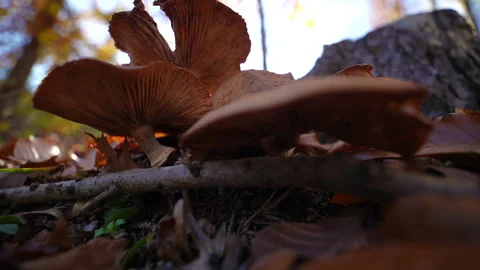 Autumn Stock Footage 220368044