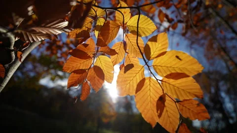 Autumn Stock Footage 220368100