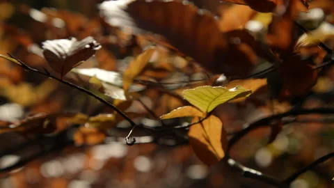 Autumn Stock Footage 220368127
