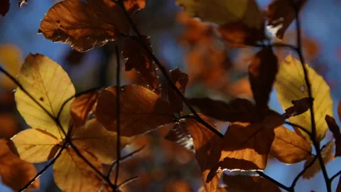 Autumn Stock Footage 220368219