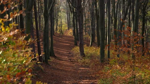 Autumn Stock Footage 220368265