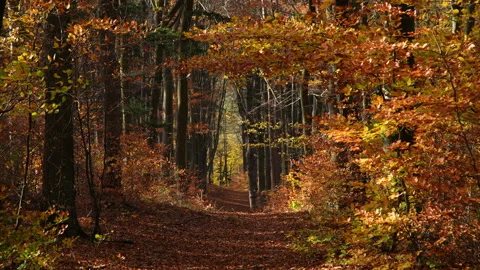 Autumn Stock Footage 220368339