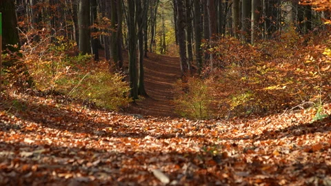 Autumn Stock Footage 220368340