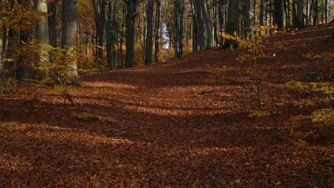 Autumn Stock Footage 220368347