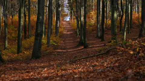 Autumn Stock Footage 220368395
