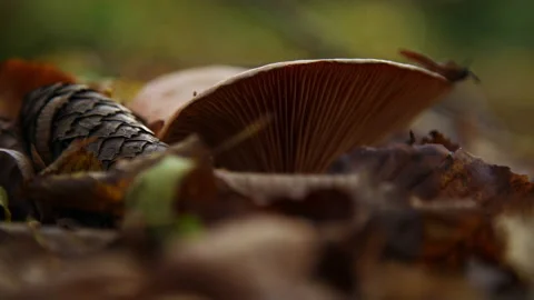 Autumn Stock Footage 220368536