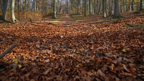 Autumn Stock Footage 220368546
