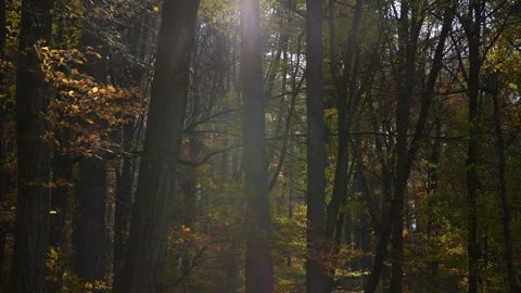 Autumn Stock Footage 220368572
