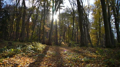 Autumn Stock Footage 220368601