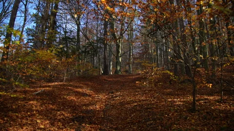 Autumn Stock Footage 220368682