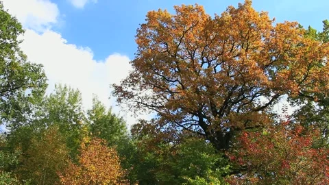 Autumn Stock Footage 242145006