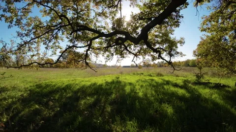 Autumn Stock Footage 292296057