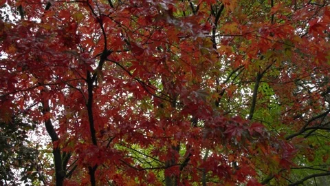 Autumn Stock-Footage 316086882