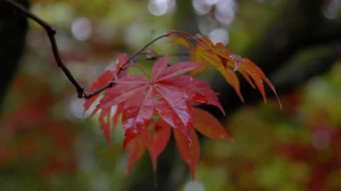 Autumn Stock-Footage 316086883