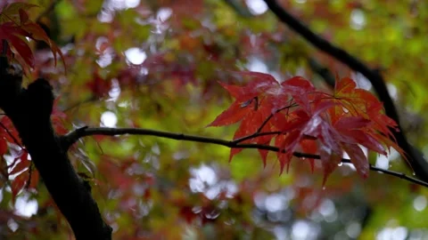 Autumn Stock-Footage 316086884