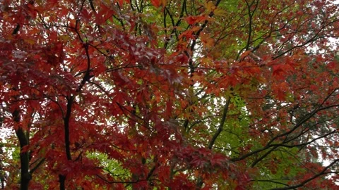 Autumn Stock-Footage 316086903