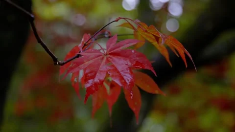 Autumn Stock-Footage 316086917