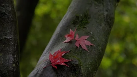 Autumn Stock-Footage 316086977