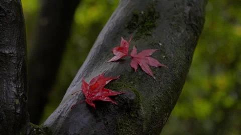 Autumn Stock-Footage 316086998