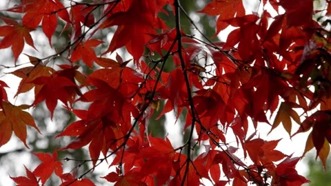 Autumn Stock-Footage 316086999