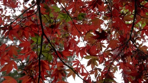 Autumn Stock-Footage 316087009
