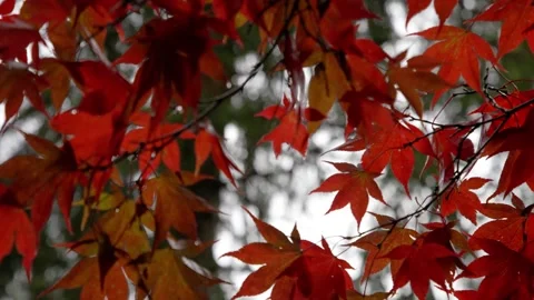 Autumn Stock-Footage 316087024