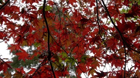 Autumn Stock-Footage 316087058