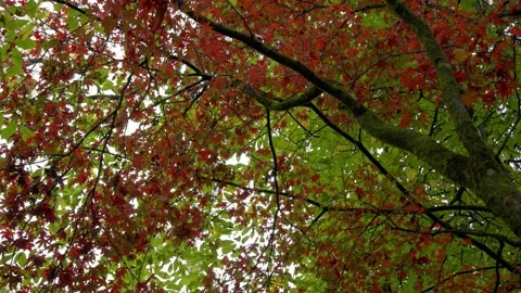 Autumn Stock-Footage 316087096