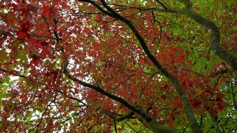 Autumn Stock-Footage 316087148