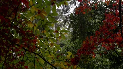 Autumn Stock-Footage 316087203