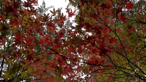Autumn Stock-Footage 316087264