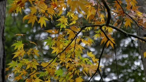 Autumn Stock-Footage 316087284