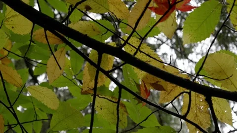 Autumn Stock-Footage 316087304