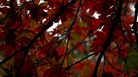 Autumn Stock-Footage 316087329