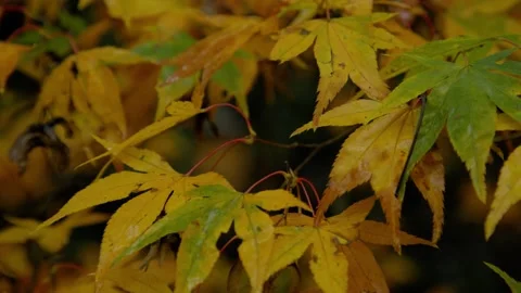 Autumn Stock-Footage 316087414